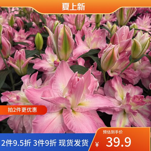 百合花阳台多年生春天