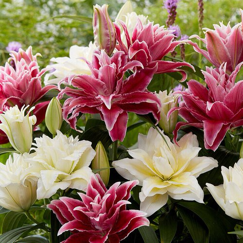 乔乔花屋 2026荷兰进口百合花种球直播链接单瓣重瓣多个品种现货