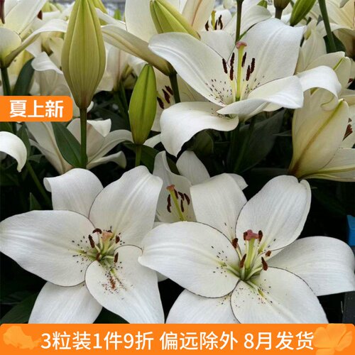 乔乔花屋 荷兰进口百合花种球无香多苞网红la系列眼线 3粒装8月发