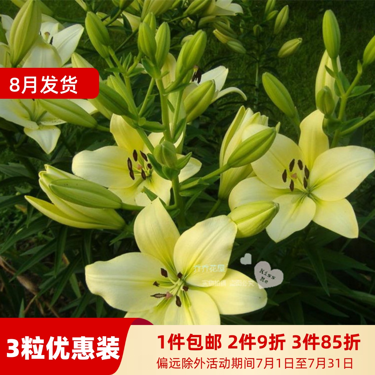 乔乔花屋 荷兰进口百合花种球LA系列单瓣重瓣多个品种 3粒装现货