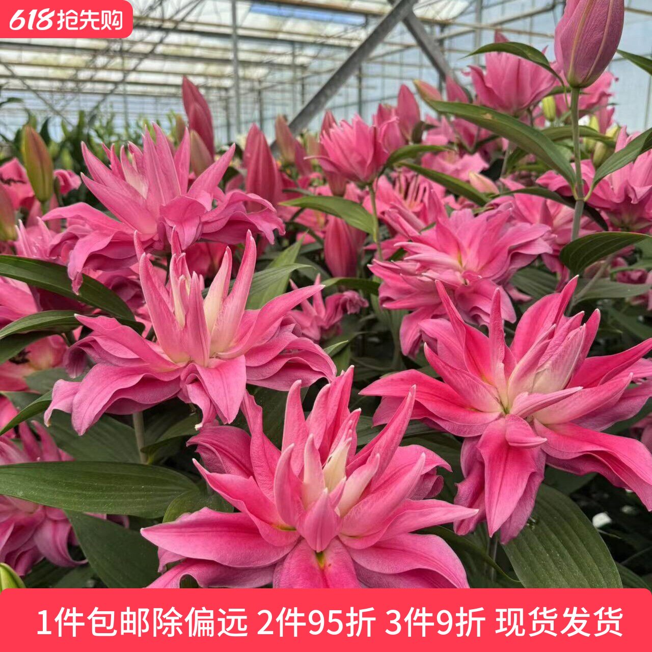 乔乔花屋 荷兰进口香水百合花种球红丝带粉色重瓣无花粉3粒装现货