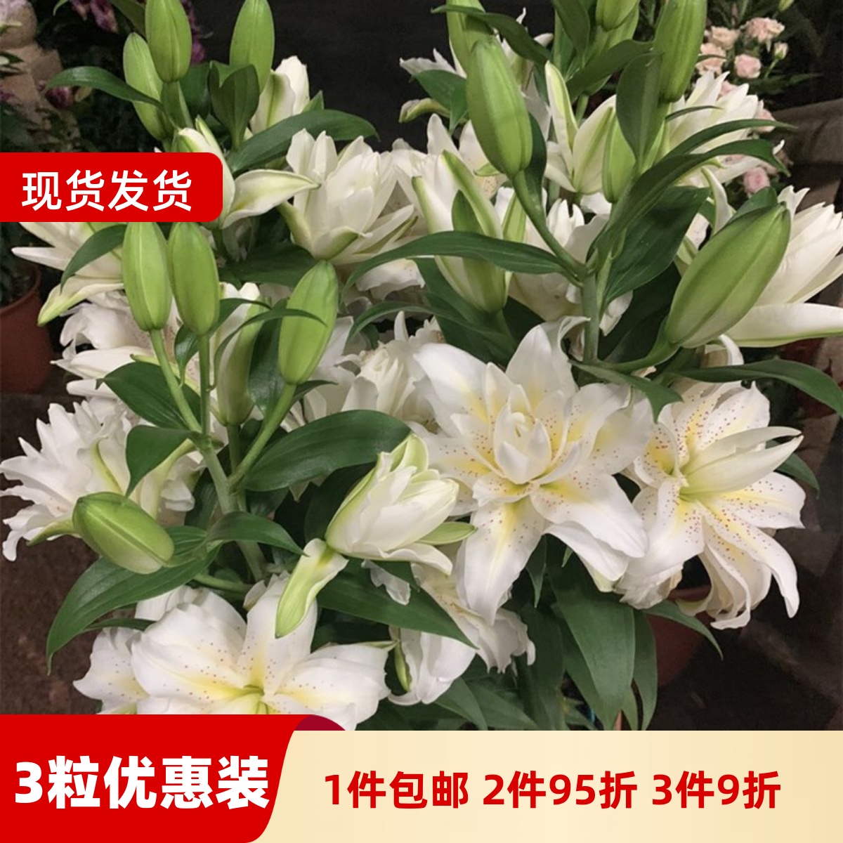 乔乔花屋 荷兰进口香水百合花种球西塔重瓣矮化 3粒装现货