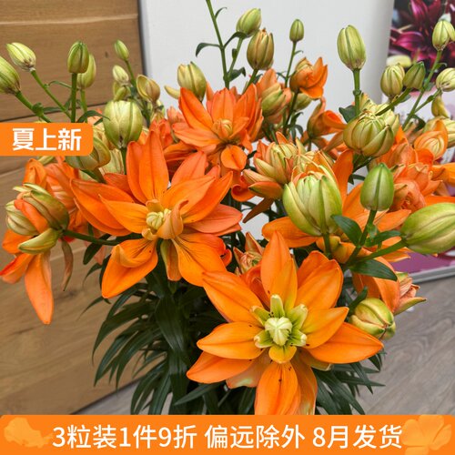 乔乔花屋 荷兰进口百合花种球LA重瓣系列无香绿巨人 3粒装8月发