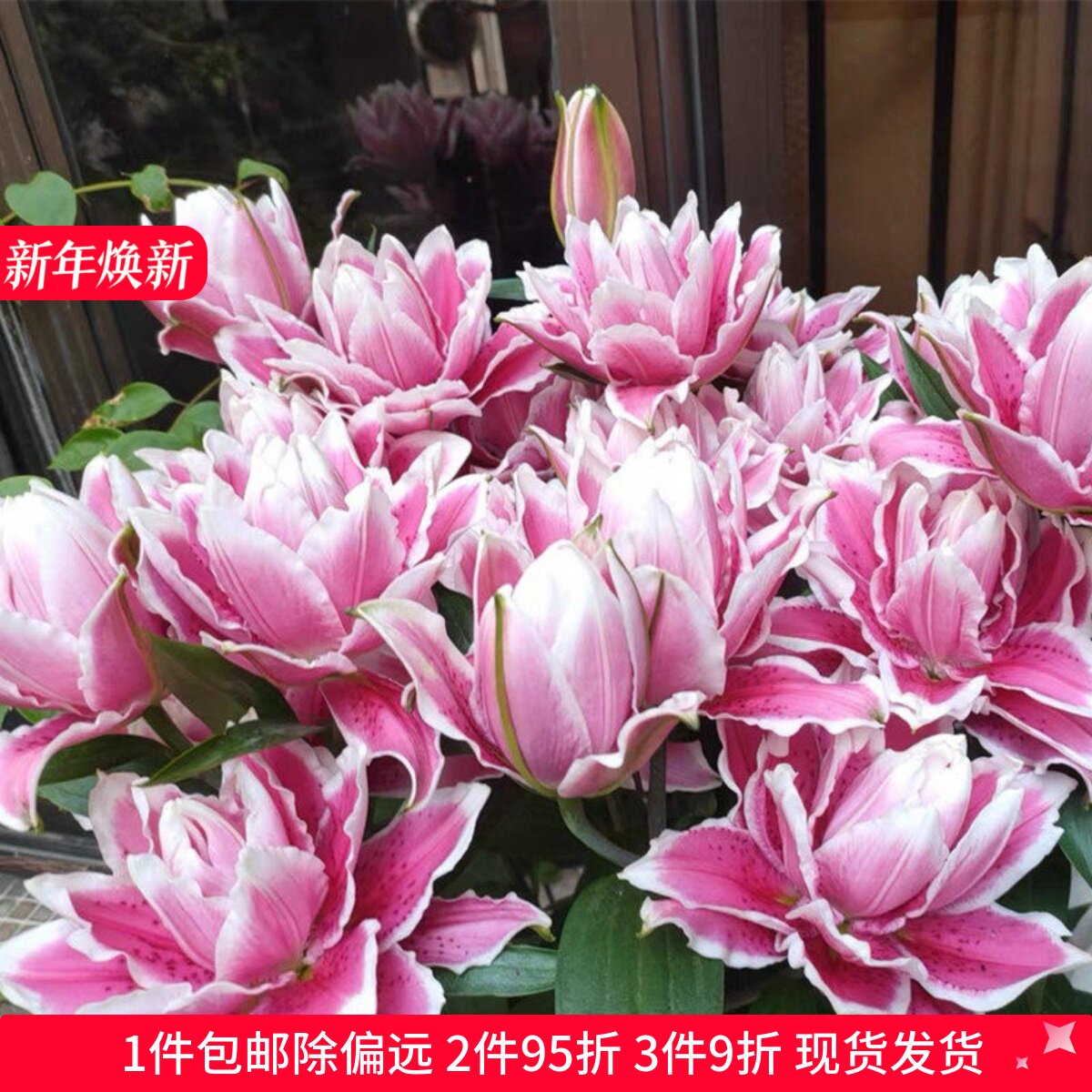 乔乔花屋 荷兰进口香水百合花种球火星之恋艳粉色重瓣 3粒装现货