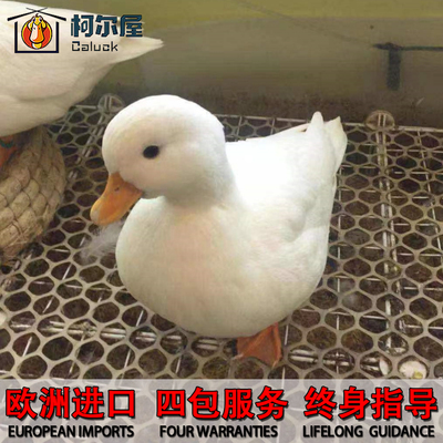 欧洲纯种柯尔鸭callduck受精幼崽