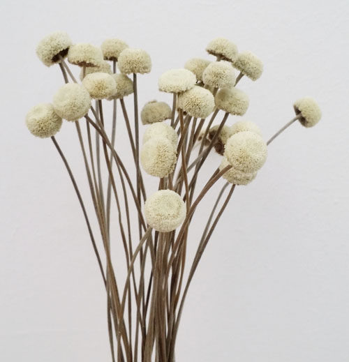 进口巴西干花纽扣花钻石花植物装饰家居拍摄道具手工材料30枝