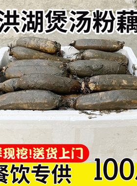 正宗洪湖粉藕批发商用50斤湖北莲藕煲汤新鲜九孔现挖红酒店旗舰店