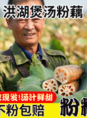 正宗洪湖粉藕湖北特产莲藕煲汤炖汤新鲜糖藕糯米藕九孔莲藕红现挖