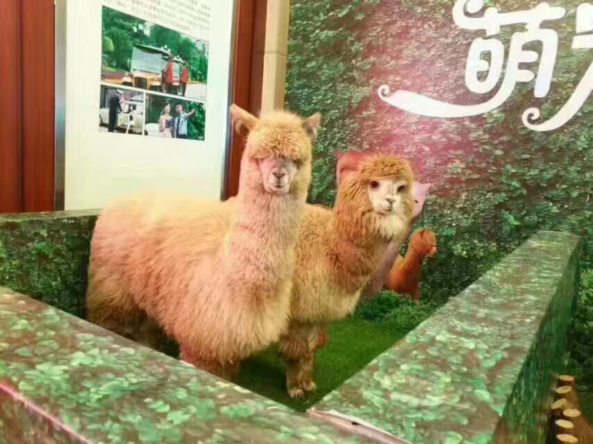 羊驼出租租赁 萌宠动物展览 袋鼠矮马暖场互动 房地产商场活动