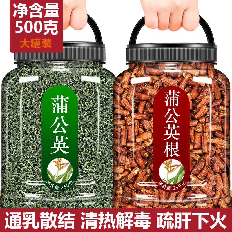 蒲公英新茶根茶正品茶叶野生