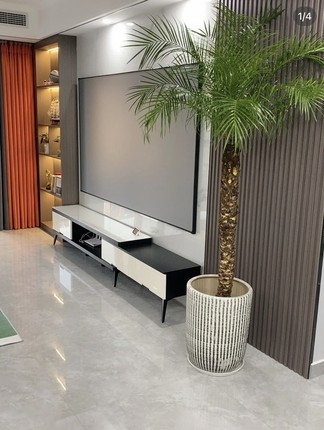 7号棚2米(一物一拍）自选美丽针葵盆栽江边刺葵棕榈科植物