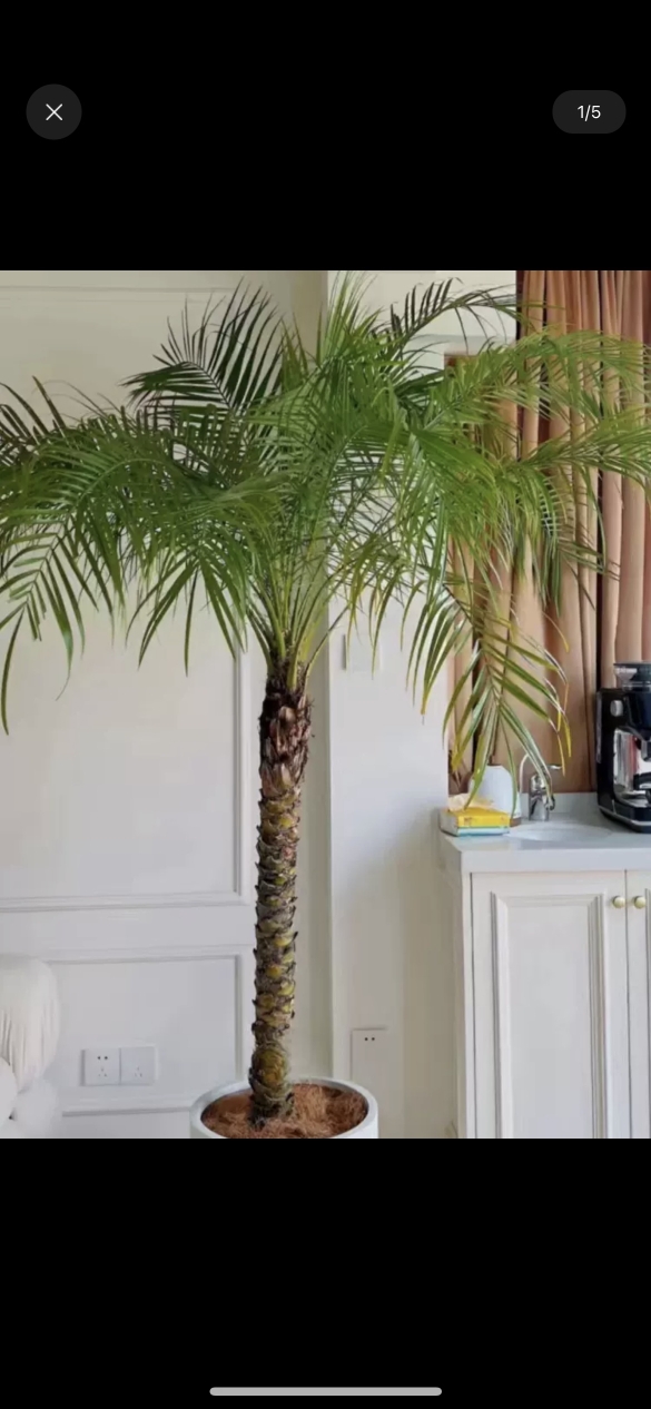 2号棚3.2米美丽针葵江边刺葵棕榈科室内外绿植盆栽种植一物一拍选