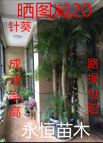 [永恒]（1号棚）美丽针葵盆栽  椰子树刺葵散尾别墅庭院植物 包邮在类目 鲜花速递/花卉仿真/绿植园艺, 花园植物/行道树/果树, 行道树/乔木中 - 来自Buy2taobao.com提供专业的淘宝代购服务