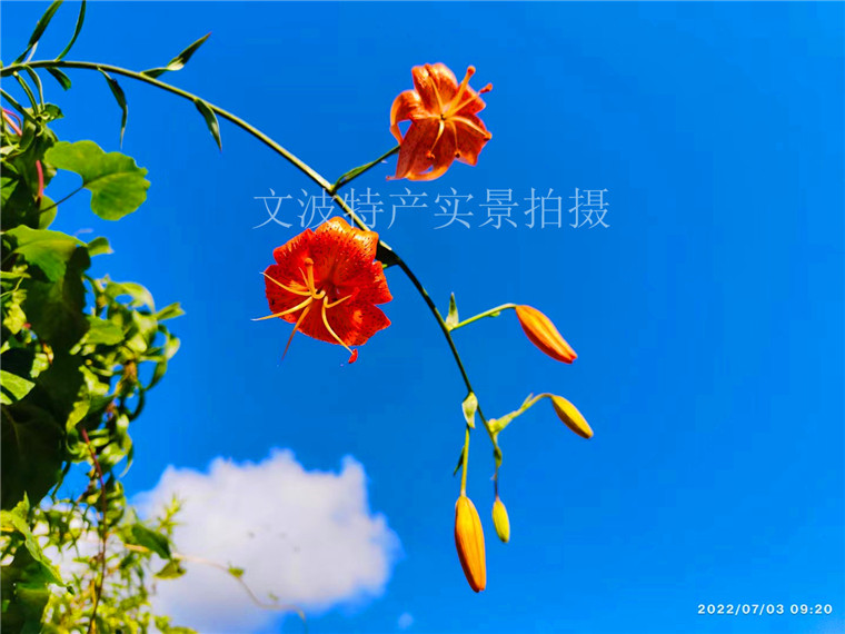 四川新鲜川百合种球散装包邮
