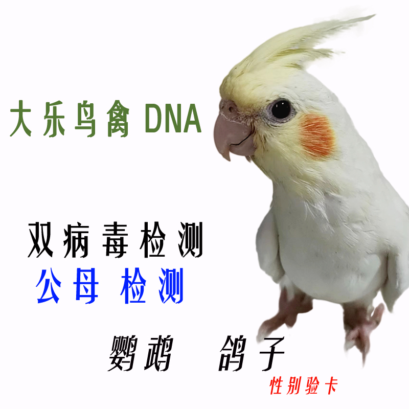 大乐验卡鹦鹉鸟性别鉴定双病毒