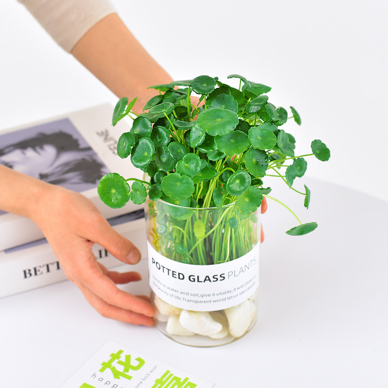 铜钱草玻璃花瓶盆栽四季好养桌面摆件鱼缸水生植物造景治愈心情