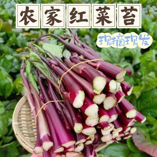 湖北特产新鲜红菜苔1斤4斤农家自种当季 新鲜蔬菜洪山菜薹现摘现发
