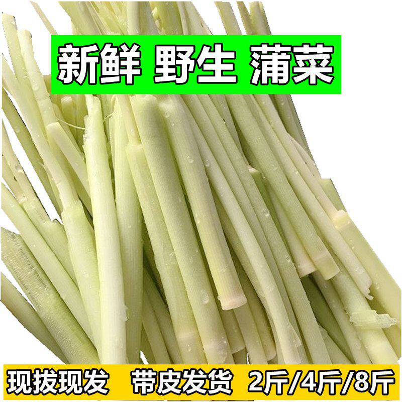 蒲菜新鲜野菜蒲草芯蒲儿菜蒲笋茭白时令野生蔬菜带皮发货湖北特产