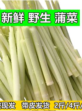 湖北特产蒲菜新鲜野菜