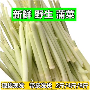 蒲菜新鲜野菜蒲草芯蒲儿菜蒲笋茭白时令野生蔬菜带皮发货湖北特产