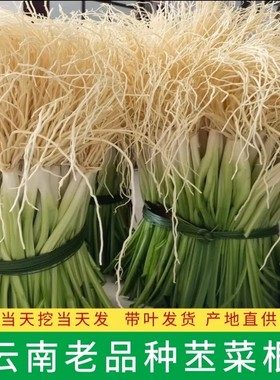 云南苤菜根新鲜保山施甸撇菜根老品种月子良菜当季农家露天蔬菜