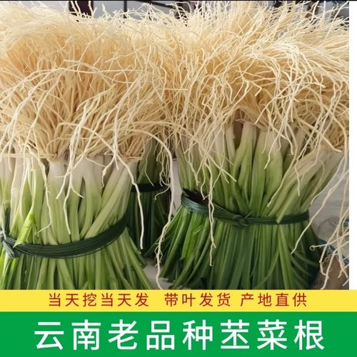 云南苤菜根新鲜保山施甸撇菜根老品种月子良菜当季农家露天蔬菜