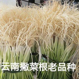 2斤包邮云南苤菜根保山新鲜蔬菜牛皮撇菜根用韭菜月子良菜可腌制