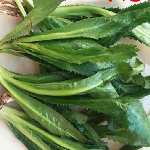 芫荽云南新鲜蔬菜150克