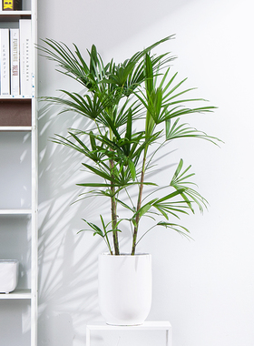 细叶金山棕竹小叶棕竹绿植净化空气植物盆栽室内耐荫耐寒客厅阳台