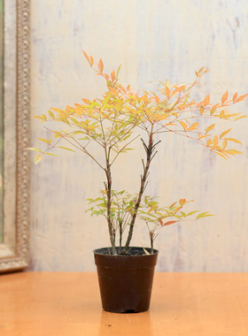 南天竹 客厅阳台花园绿植净化空气植物盆栽造型盆景一物一拍包邮