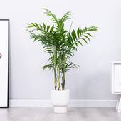 袖 珍椰子散尾葵绿植盆栽盆栽室内客厅大型绿植花卉净化空气吸甲醛