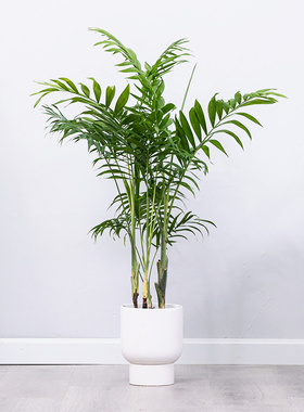 袖珍椰子散尾葵绿植盆栽盆栽室内客厅大型绿植花卉净化空气吸甲醛