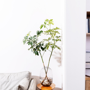 水培鸭脚木鹅掌柴好养花叶大叶伞室内客厅绿植家居盆栽吸甲醛