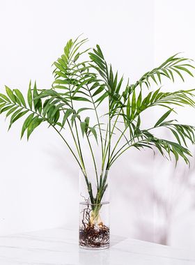 水培袖珍椰子散尾葵绿植盆栽室内客厅大型绿植花卉净化空气除甲醛