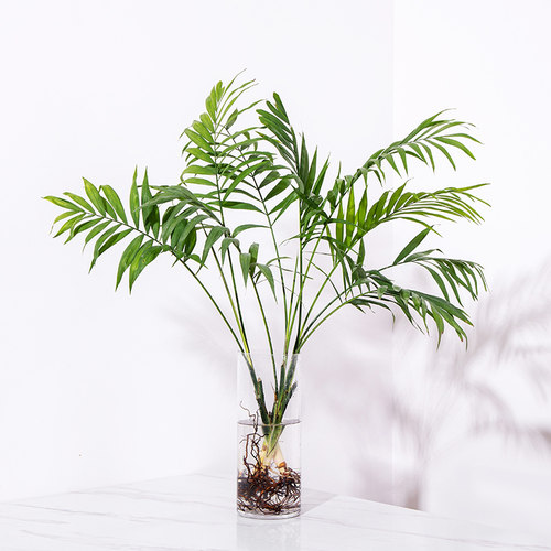 水培袖珍椰子散尾葵绿植盆栽室内客厅大型绿植花卉净化空气除甲醛 - 封面