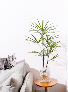 水培金山棕富贵竹盆栽孝顺竹好养耐寒耐阴室内客厅卧室水养绿植