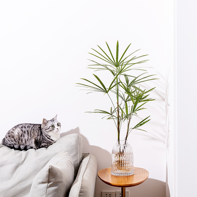 水培金山棕室内绿植好养耐阴耐寒