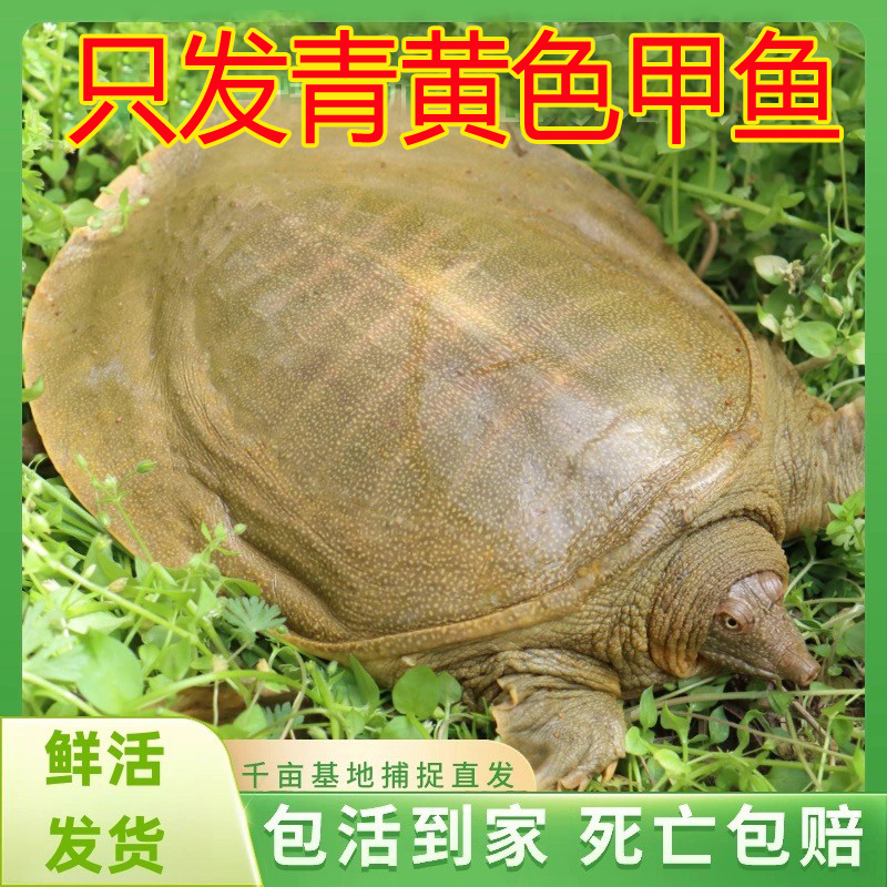 这家真便宜青黄色大甲鱼