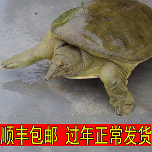 青黄色外塘新鲜活大甲鱼活体水鱼王八小甲鱼苗公母甲鱼杀好现杀