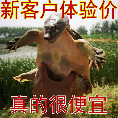 【包活送到死了包赔】滋补甲鱼