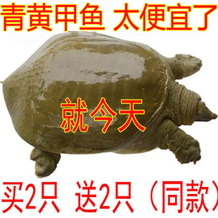 青黄色大甲鱼鲜活小甲鱼苗活体鲜活食用水鱼王八中华鳖苗食材