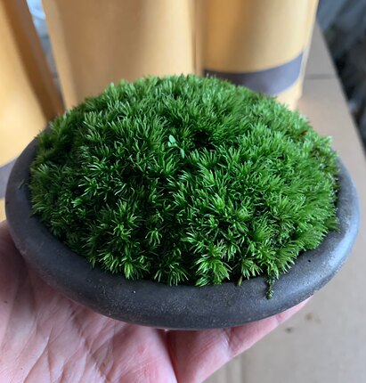 苔藓专用土