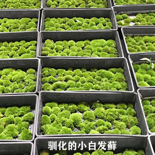 白发青苔鲜活苔藓植物微景观盆景假山盆栽雨林缸水陆缸铺面短绒藓