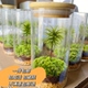 鲜活苔藓微景观白发藓生态瓶办公室桌面摆件室内绿植造景盆栽