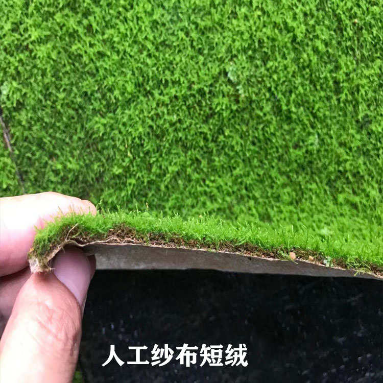 短绒青苔鲜活苔藓植物微景观盆景假山盆栽雨林缸水陆缸铺面白发藓