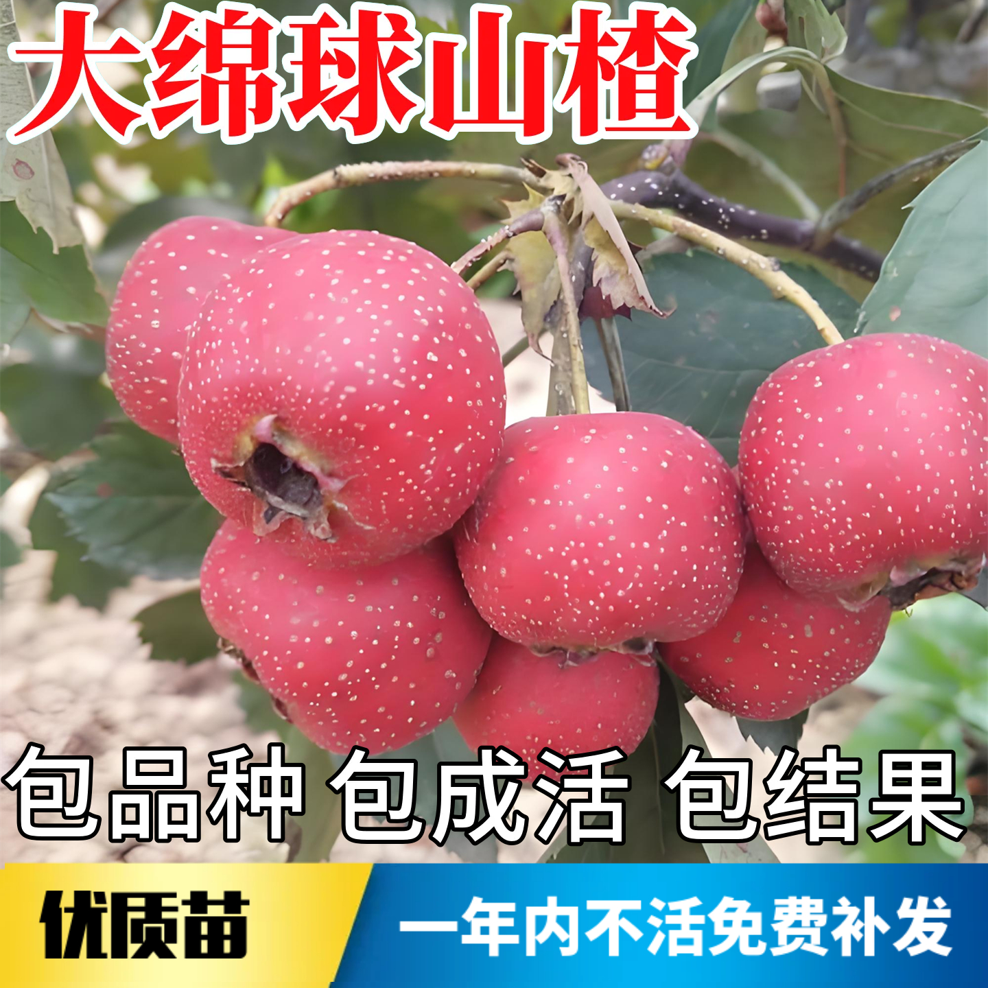 大绵球山楂树苗不活包赔当年结果