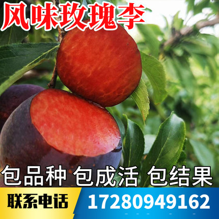 风味玫瑰李子树苗南北方种植耐寒特大号盆栽嫁接恐龙蛋李当年结果
