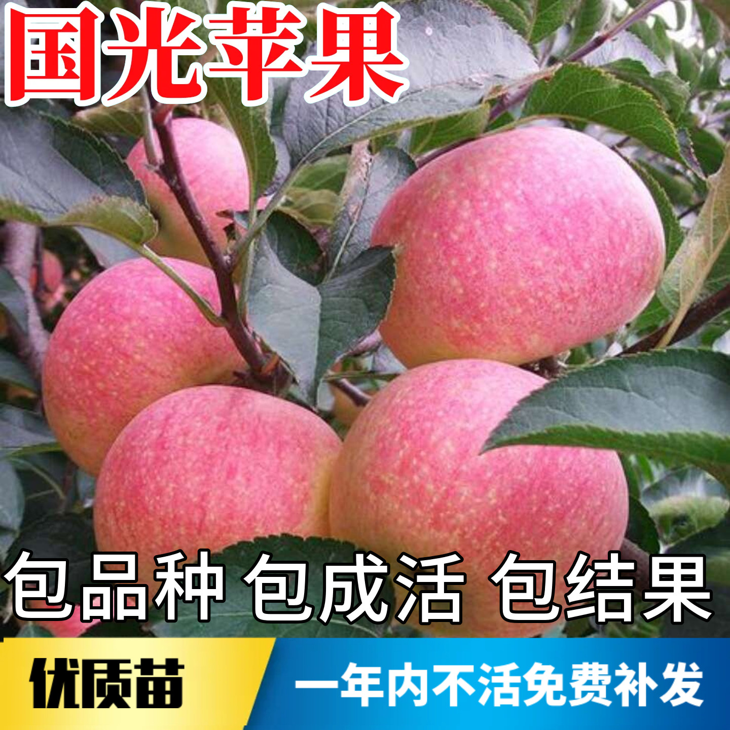 国光苹果树果苗不活包赔当年结果图片