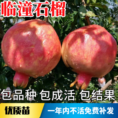 临潼石榴树苗不活包赔当年结果