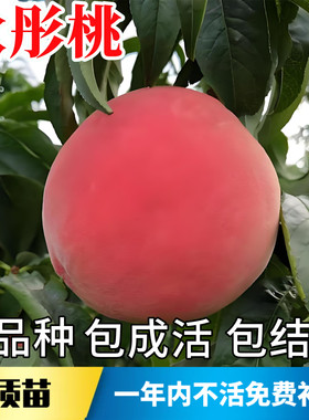 秋彤桃树苗不活包赔当年结果